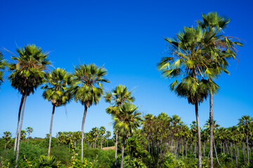 Fototapeta na wymiar carnauba (copernicia prunifera) - palmtree native to northeastern brazil