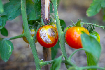 On the bush is a ripening tomato with spots, affected by late blight. Fungal diseases of tomato,...