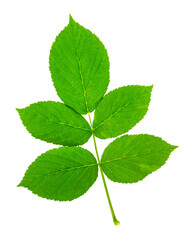 Fresh raspberry leaves isolated on a white background. Close up of a of fresh raspberries leaves.