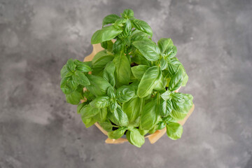 Fresh green basil plant in pot on gray background. Top view.