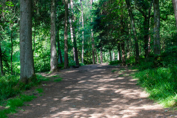 Fototapeta premium path in the forest