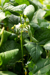 Ripe Green beans growing in the vegetable garden