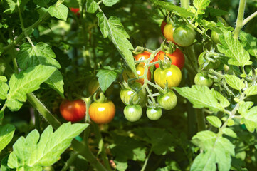 Beautiful red ripe cherry tomatoes grown in a garden outside on a sunny day.