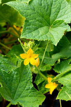 Young flowering cucumbers growing in the garden close-up.