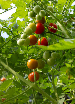 Medley of red ripe cherry tomatoes grown in a garden outside on a sunny day.