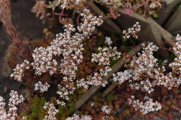 Sedum album teretifolium Murale or white stonecrop groundcover plant in the garden. Stonecrop murale with pale pink flowers is a succulent plant