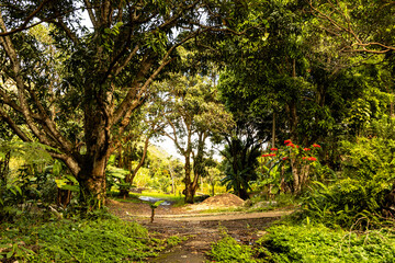 path in the park