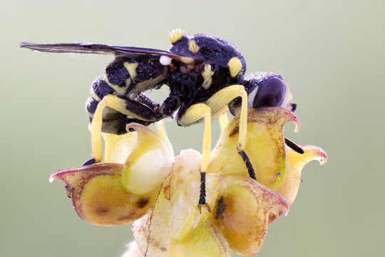 close up of a yound wasp mimicking conopid fly on a wild plant