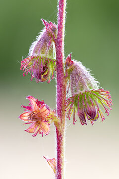 close up of a Common Agrimony ( Agrimonia eupatoria ) flower bells