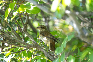 Red-backed shrike on the branch. Selective focus. Close up.