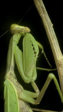 VERTICAL VIDEO: Close-up of large green praying mantis sitting on branch. Extreme close up