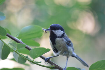 A small sparrow on a branch of an acacia tree
