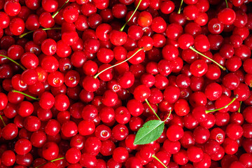 Fresh sour cherries. Top view