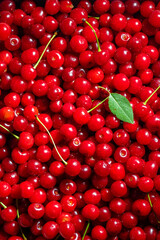 Fresh sour cherries. Top view