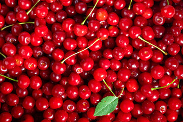 Fresh sour cherries. Top view