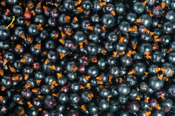 Black currant branch. Top view.