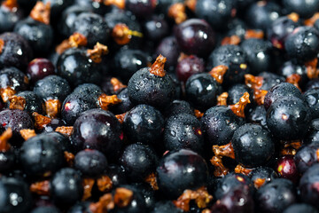 Black currant branch. Top view.