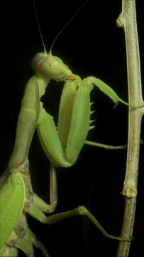 VERTICAL VIDEO: Close-up of large green praying mantis sitting on branch. Extreme close up