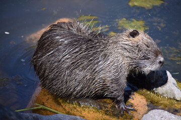 Nutria