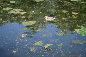 Enten im Wasser