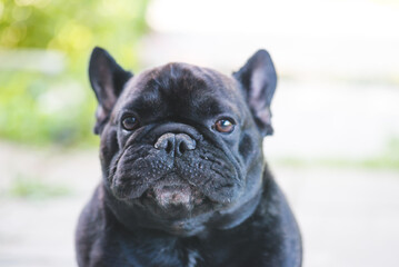 Fototapeta premium Black French Bulldog resting on grass at a park. Purebred Frenchie outdoors on a sunny afternoon. Dog enjoying outside.