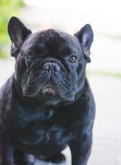 Black French Bulldog resting on grass at a park. Purebred Frenchie outdoors on a sunny afternoon. Dog enjoying outside.