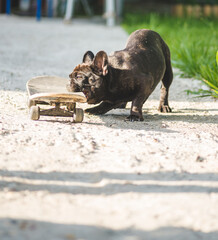 Cute French Bulldog puppy playing skateboard on white background © Konstantin