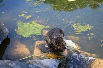 Nutria