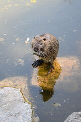 Nutria