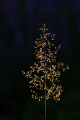 Spike of Grass Against Beautiful Purple Background. Summer Natural Seasonal Background.