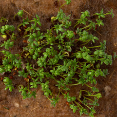 fresh organic microgreens sprouts, organic raw food