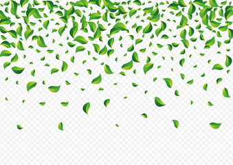 Lime Leaves Tree Vector Transparent Background.
