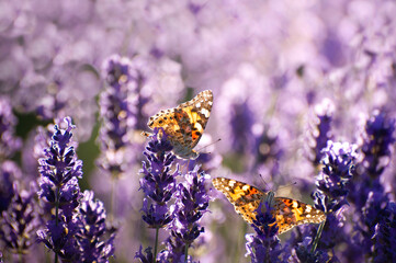 Beautiful summer Floral Background with a Gentle Butterflies on Lavender Flowers..