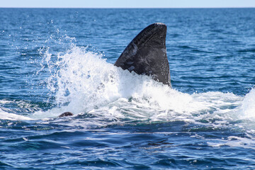 Naklejka premium The southern right whale is a baleen whale