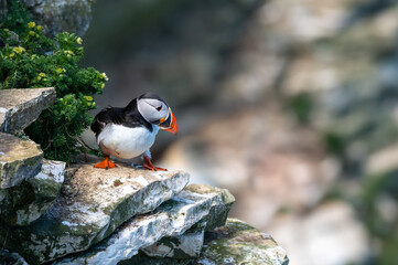 Atlantic Puffin, fratercula arctica, Flamborough Headland, East Riding, Yorkshire