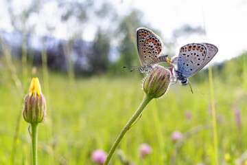 Mating Idas blue butterflies on a Crepis wild plant