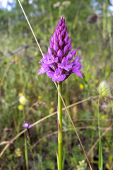 close up Anatolian Wild Orchid flower at the spring  meadow