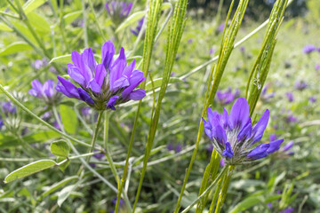 violet Arabian pea flowers at the meadow