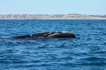 The southern right whale is a baleen whale
