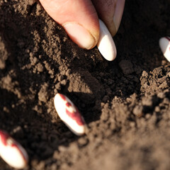 Close up on farmer hands planting bean seeds in the ground. Planting seeds in the ground. Sowing company or agriculture concept