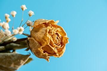 ドライフラワー（バラ、カスミソウ）