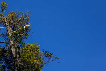 Toco Toucan in Iguazu falls