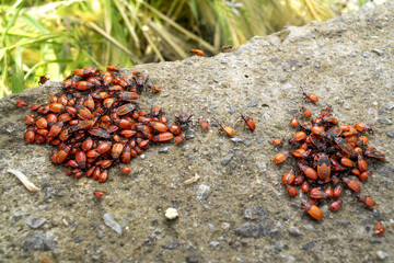 group of nymphs of Fire Bugs ( Pyrrhocoris apterus ) on a land snail