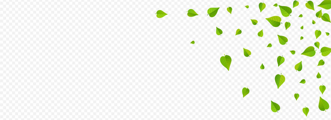 Lime Leaves Falling Vector Panoramic Transparent