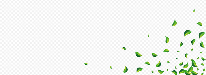 Mint Greens Falling Vector Panoramic Transparent