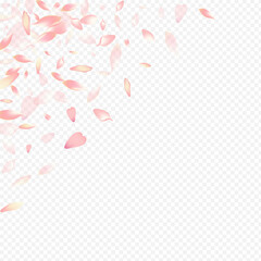 Red Peach Vector Transparent Background. Rosa