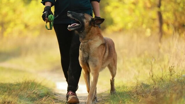 Slow Motion Of Malinois Dog Walking Near Owner Women During Training. Belgian Sheepdog Before Training. Belgian Sheepdog Are Active, Intelligent, Friendly, Protective, Alert And Hard-working. Belgium