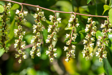 Early stachyurus (stachyurus praecox) flowers