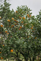 orange tree with oranges