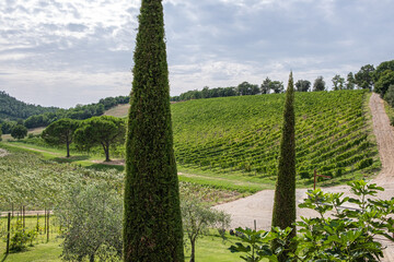 Obraz premium Beautiful landscape of vineyards on hill in Tuscany with cloudy sky in background and evergreen trees (thuja) in the foreground